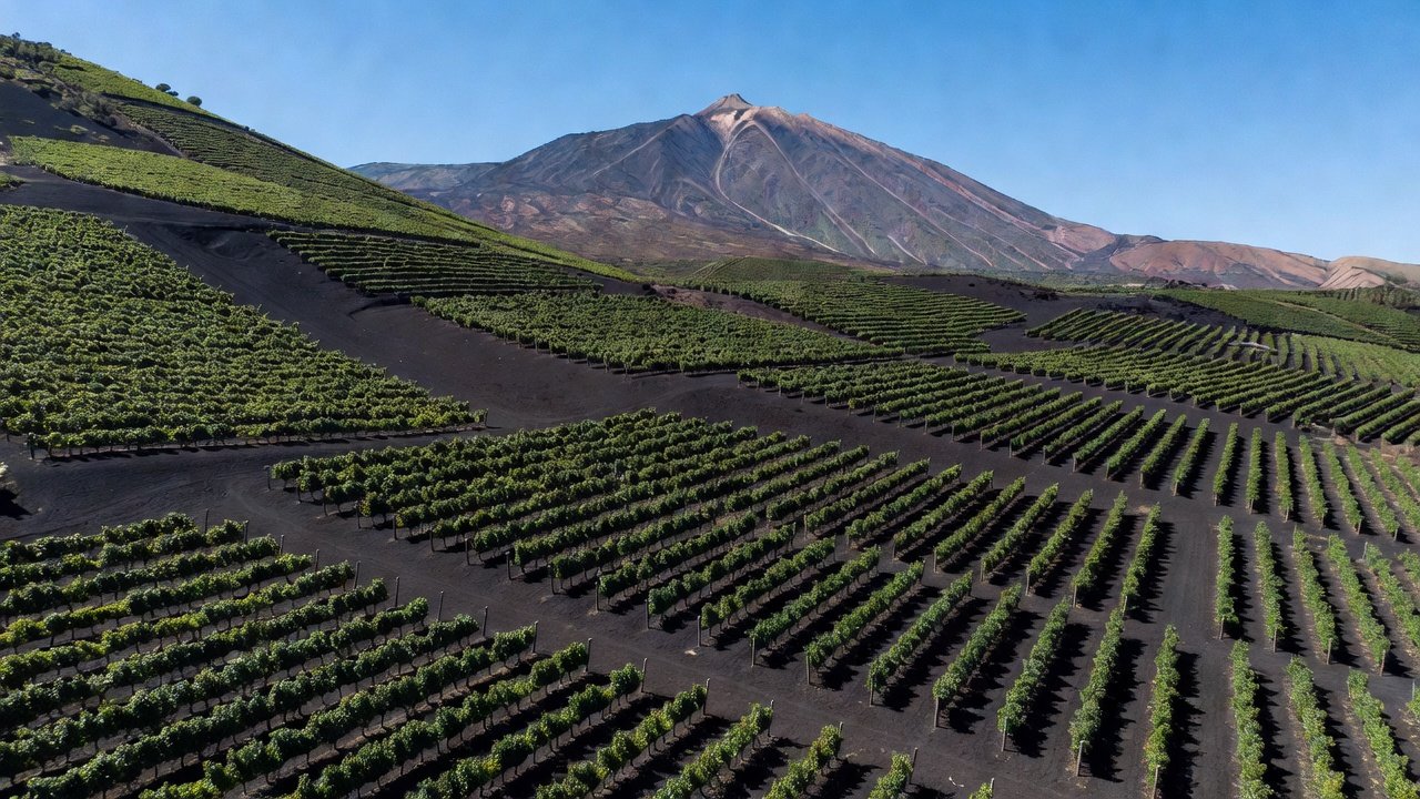Canary Islands Terroir: 2026 Volcanic Vineyards & Wine Tours Guide