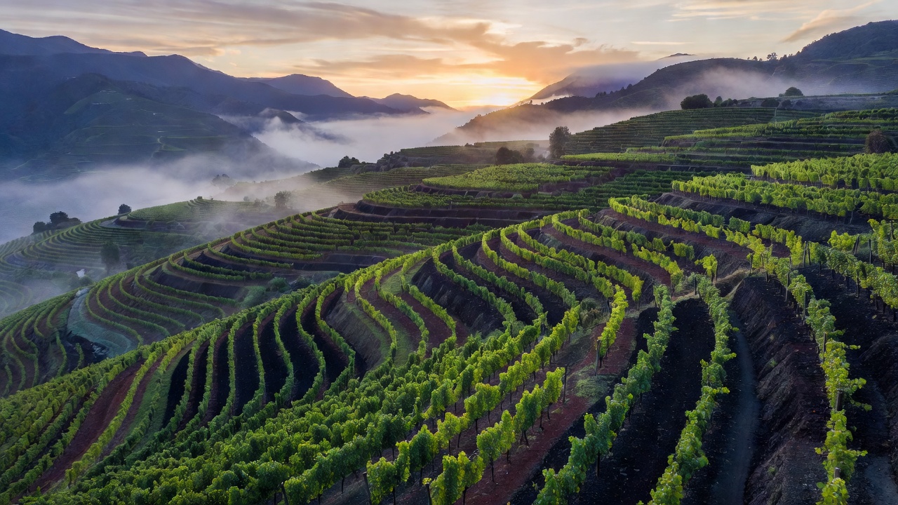 Emerging Natural Wine Regions to Discover in 2026